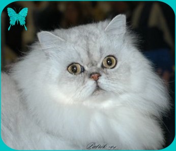 IP/GIC  Yamacatos Rocket Racer  ns 11,  a k a Loffe